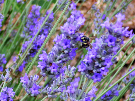 Portuguese Spike Lavender Pflanze with purple Blume spikes and gray-green foliage
