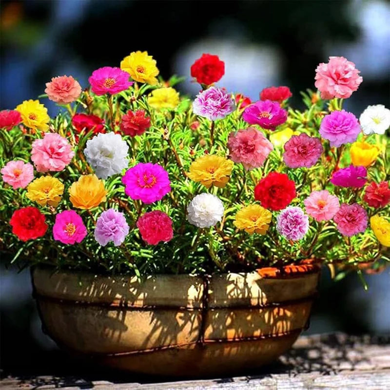 Carpet Moss Rose Blumensamen zur Aussaat farbenfroh Schau Traditionssorte & ohne Gentechnik Samen Hausgarten