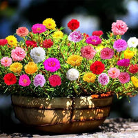 Carpet Moss Rose Blumensamen zur Aussaat farbenfroh Schau Traditionssorte & ohne Gentechnik Samen Hausgarten