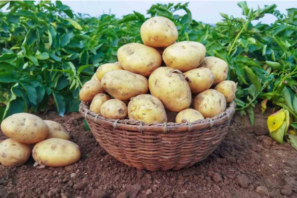 Segunda papas gemüse samen für aussaat - samen delicious and nutritious potato