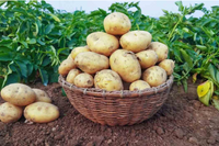 Segunda papas gemüse samen für aussaat - samen delicious and nutritious potato