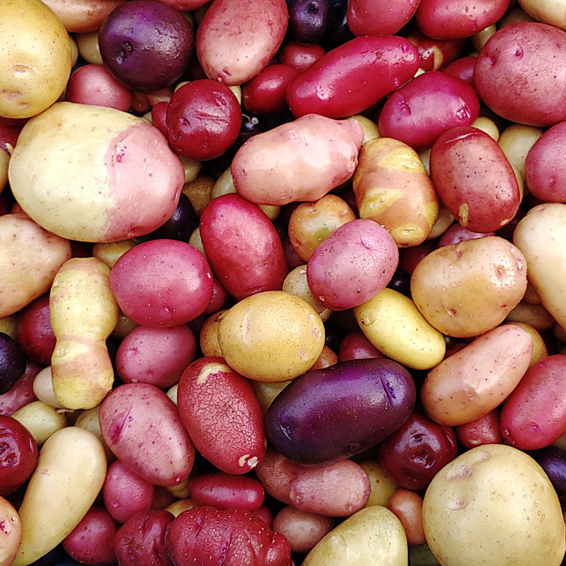 Mixed Potato Samen for Gemüse Planting.