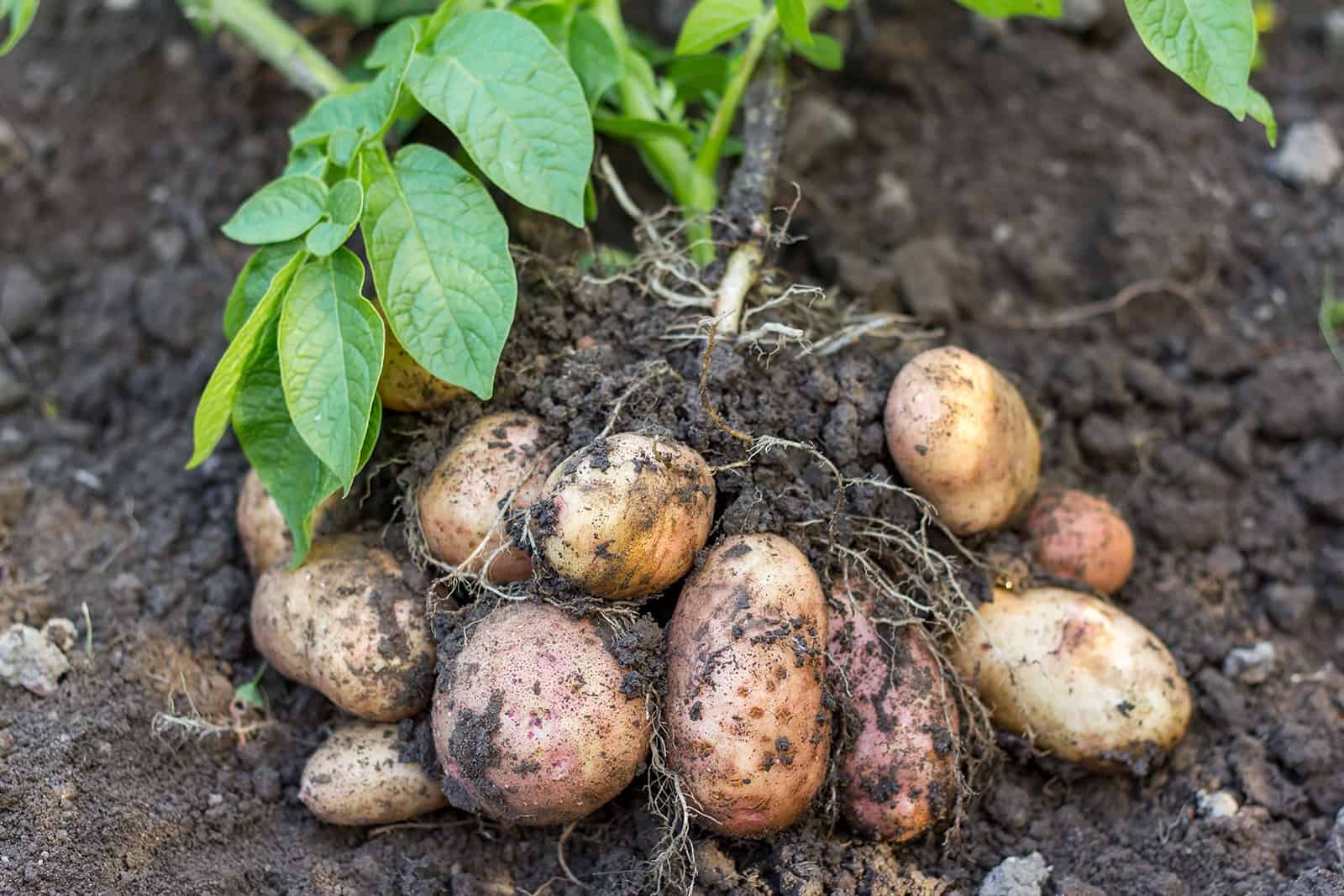 Potato Solanum tuberosum Gemüse Samen zum Pflanzen in Gemüse Patch