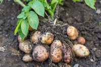 Potato Solanum tuberosum Gemüse Samen zum Pflanzen in Gemüse Patch