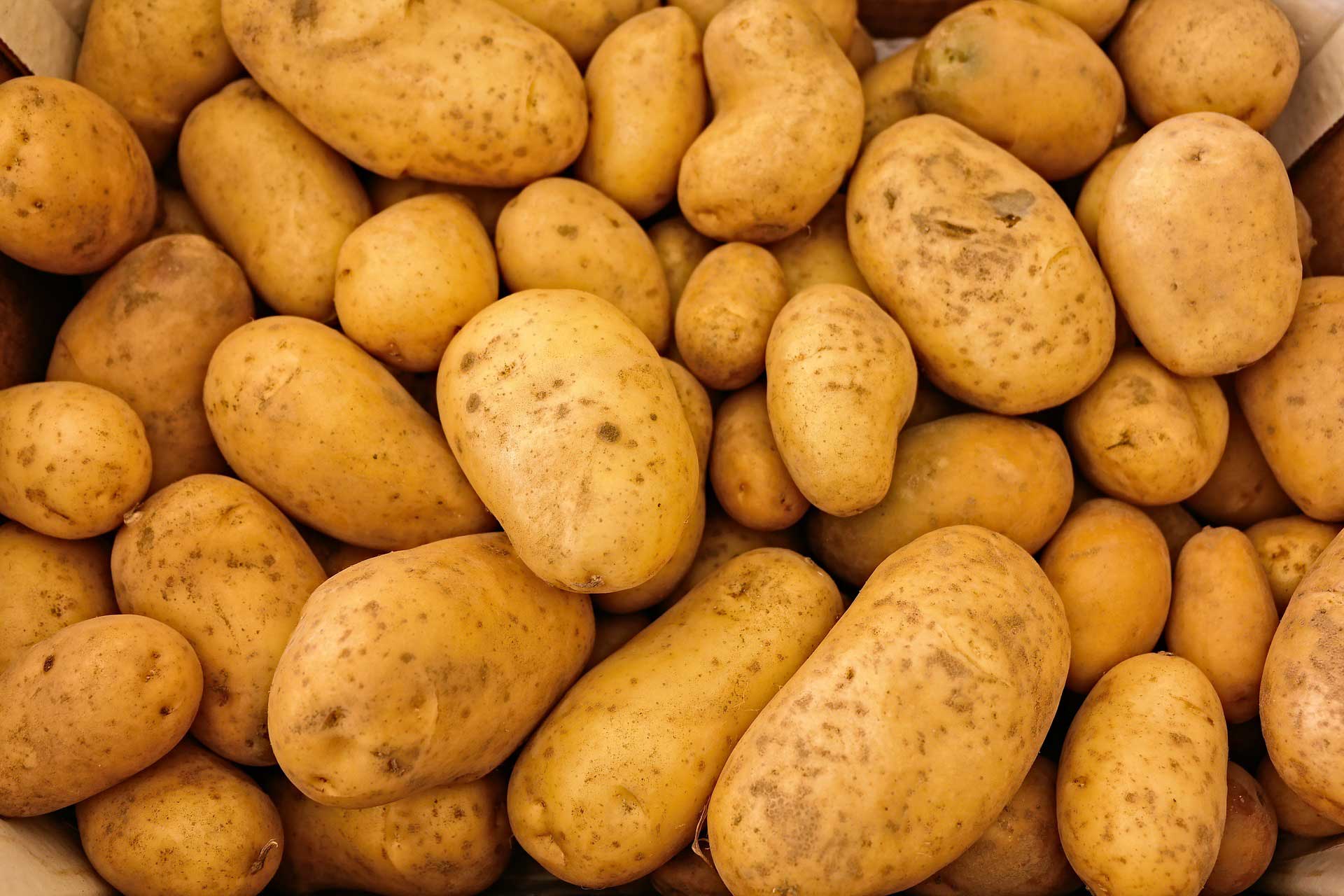 Hell Gelb Potato Samen für einfache Aussaat