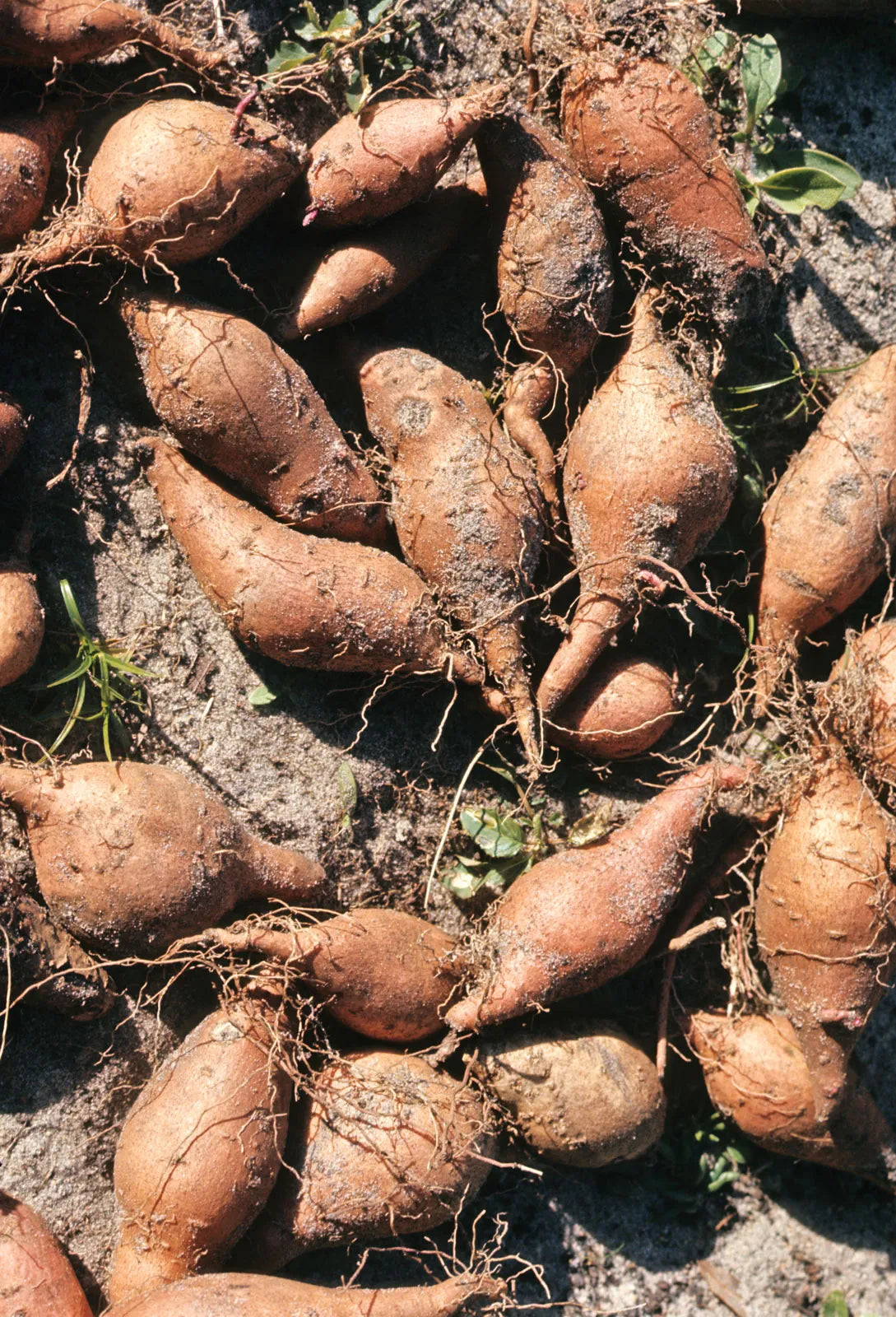 Süße potato gemüse samen aussaat redish brown