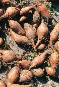 Süße potato gemüse samen aussaat redish brown