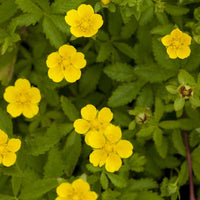 Gelb Cinquefoil Blumensamen zur Aussaat – Anzucht – Traditionssorte & ohne Gentechnik Samen Hausgarten