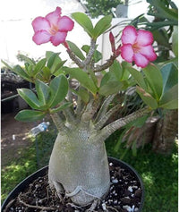 Adenium obesum blumen in töpfen – rosa & gelb blooms