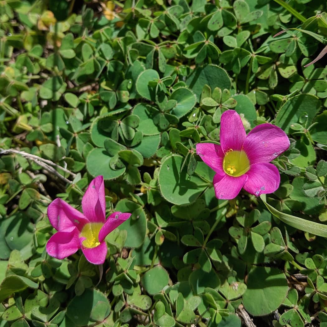 African oxalis blumen in töpfen