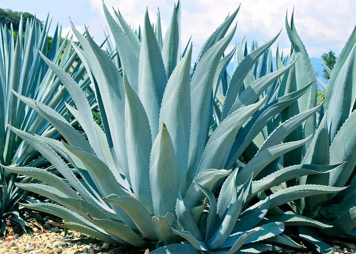 Agave Kerchovei Pflanzen in Pots