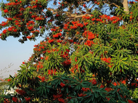 Alloxylon tree wachsend in töpfen