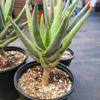 Aloe dichotoma pflanzen in töpfen