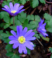 Anemone blanda blumen in töpfen