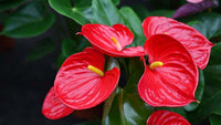 Exotic anthurium rot & weiß blumen in töpfen