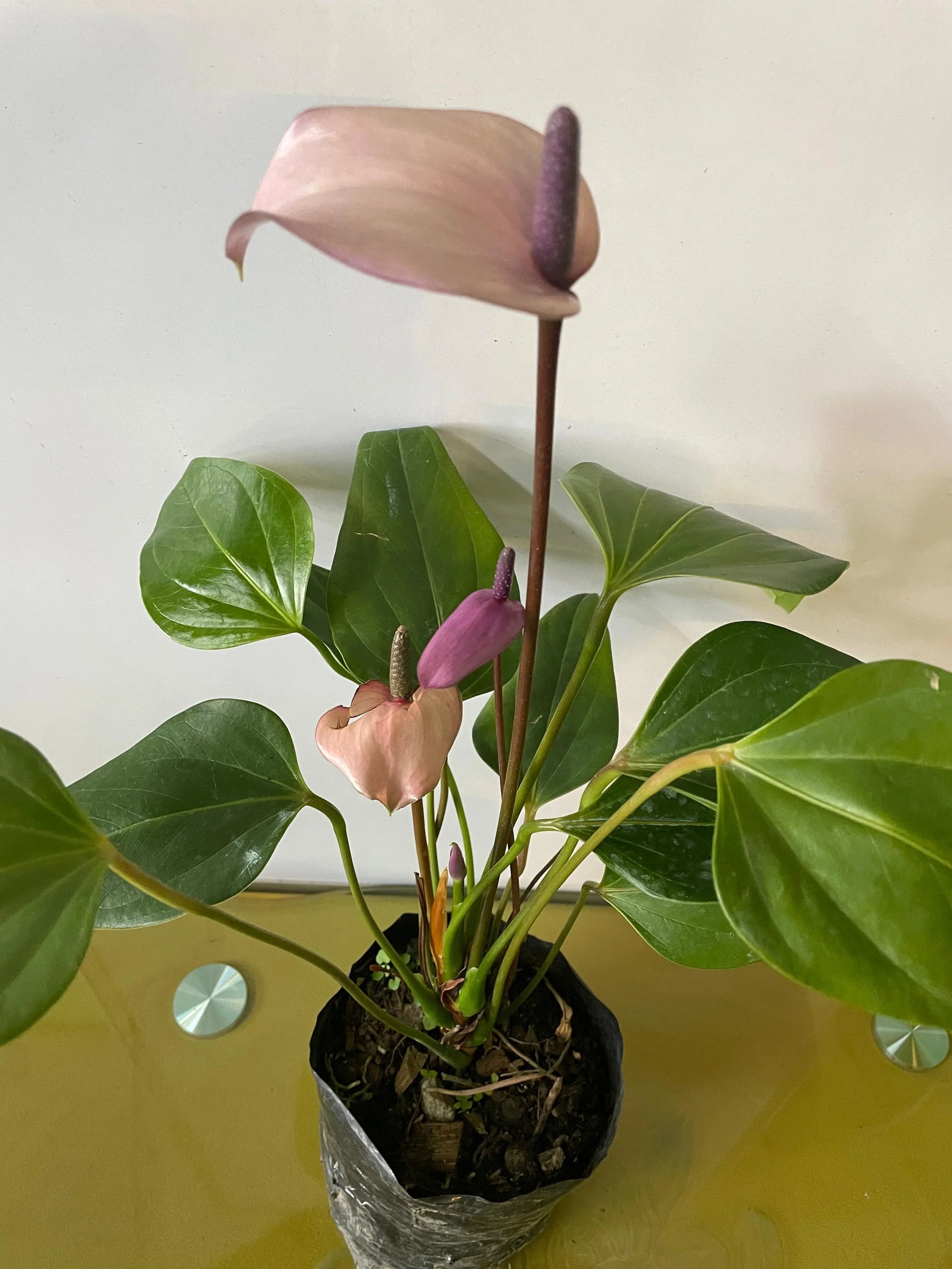 Violet anthurium blumen in töpfen