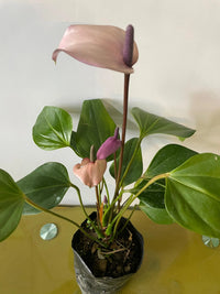 Violet anthurium blumen in töpfen