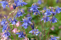 Aquilegia columbine blumen in töpfen