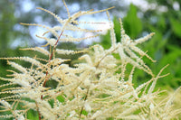 Aruncus weiß blumen in töpfen