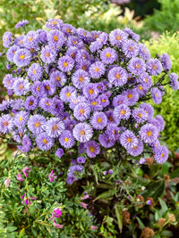 Aster novi-belgii blumen in töpfen