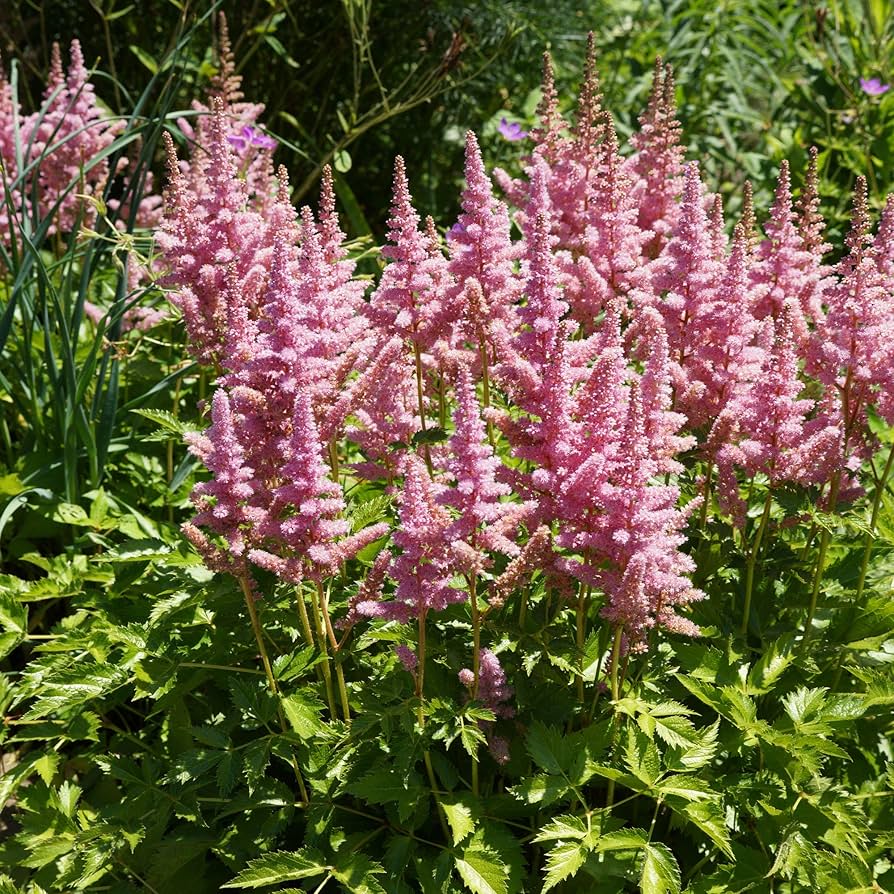 Astilbe pumila blumen in töpfen