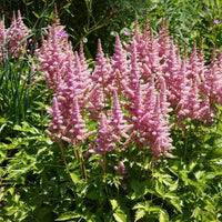 Astilbe pumila blumen in töpfen
