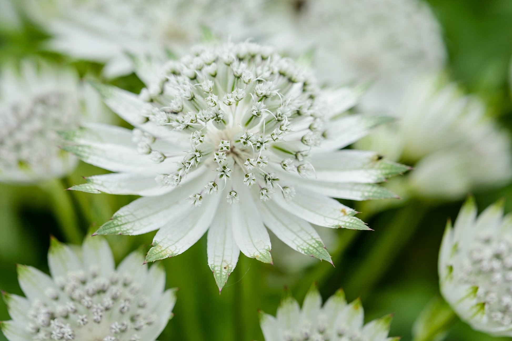 Astrantia weiß blumen in töpfen