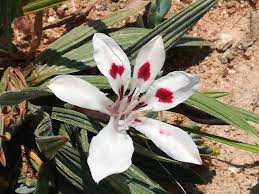 Babiana tubulosa blumen in töpfen