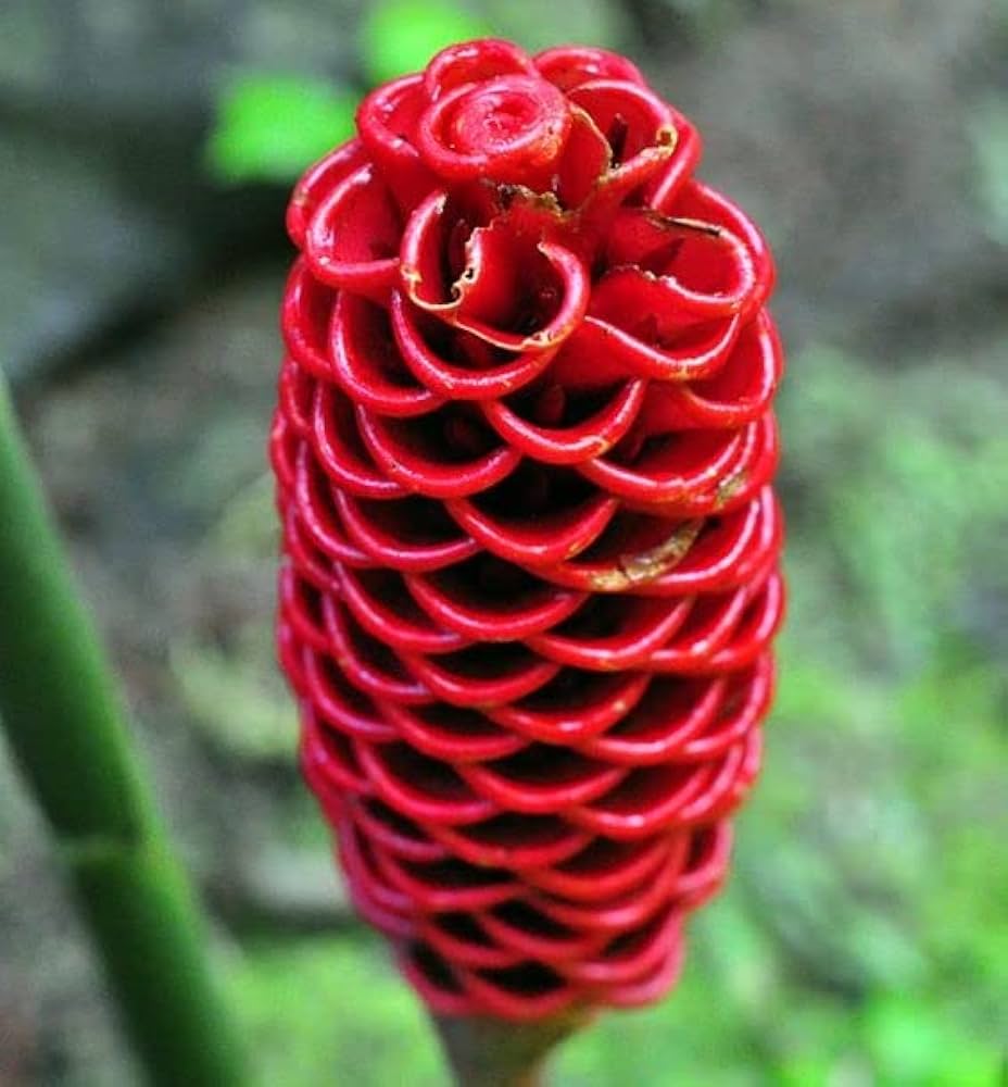 Tropical beehive ginger blumen in töpfen