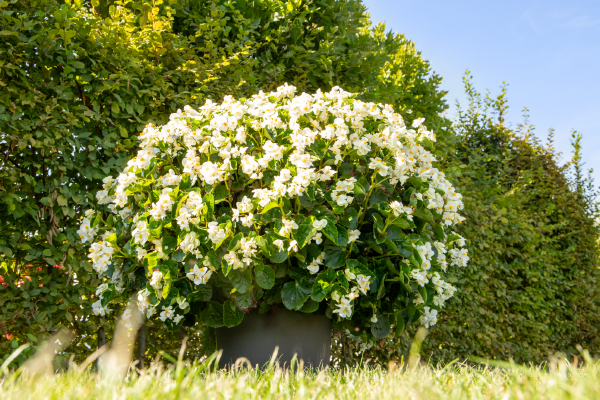 Begonia blumen in töpfen for shade gardens