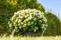 Begonia blumen in töpfen for shade gardens