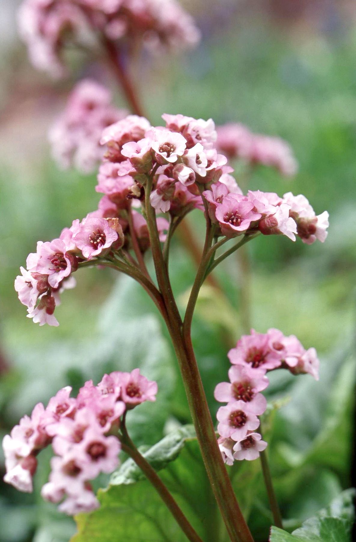 Bergenia blumen in töpfen