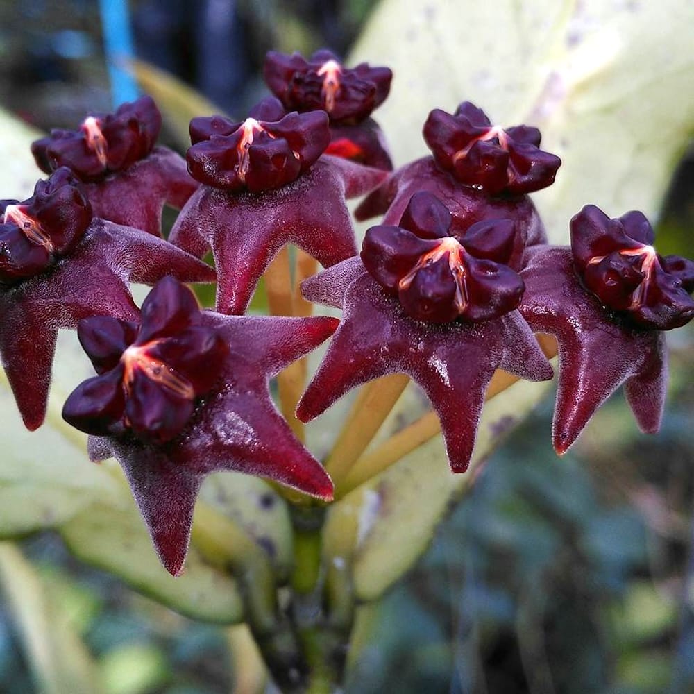 Schwarz hoya blumen in töpfen