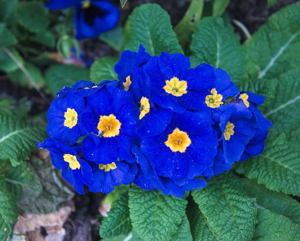 Blau evening primrose blumen in töpfen
