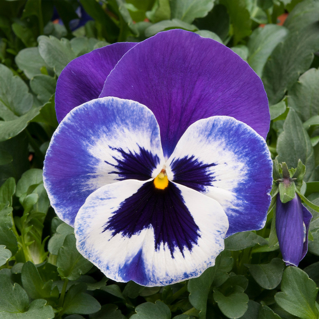 Pansy blumen blau & weiß grown in töpfen
