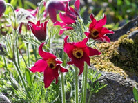 Bold rot anemone pulsatilla blumen in töpfen