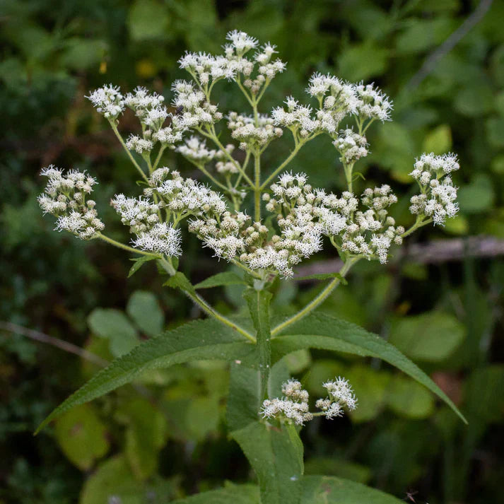 Boneset weiß blumen in töpfen