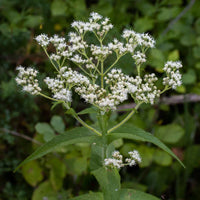 Boneset weiß blumen in töpfen