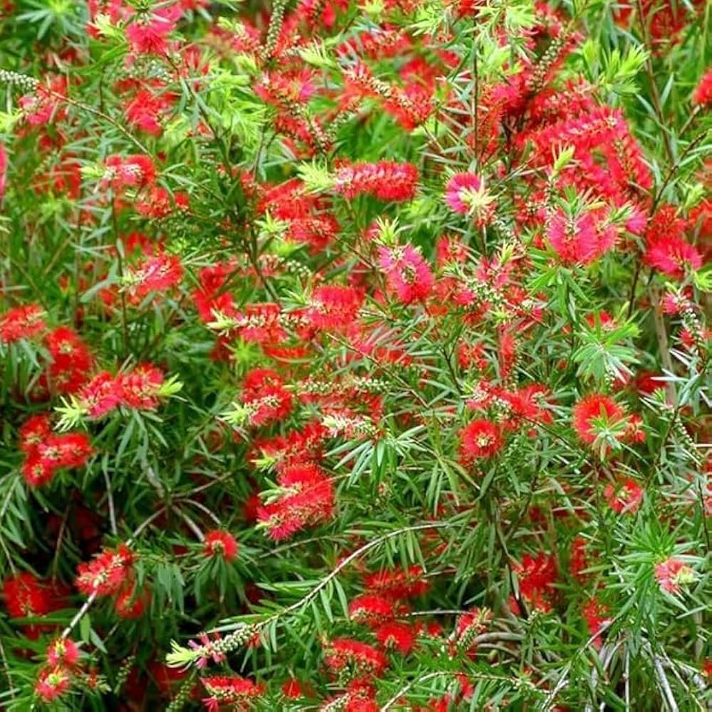 Bottle brush melaleuca blumen in töpfen