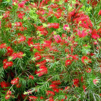 Bottle brush melaleuca blumen in töpfen
