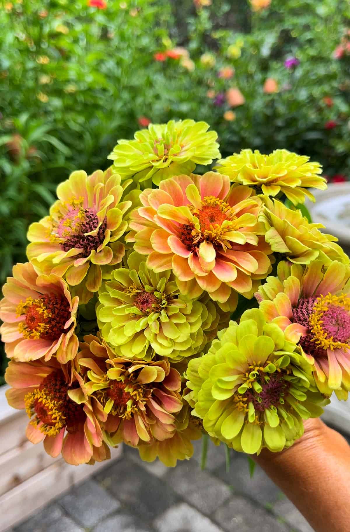 Braun and gelb zinnia blumen in töpfen