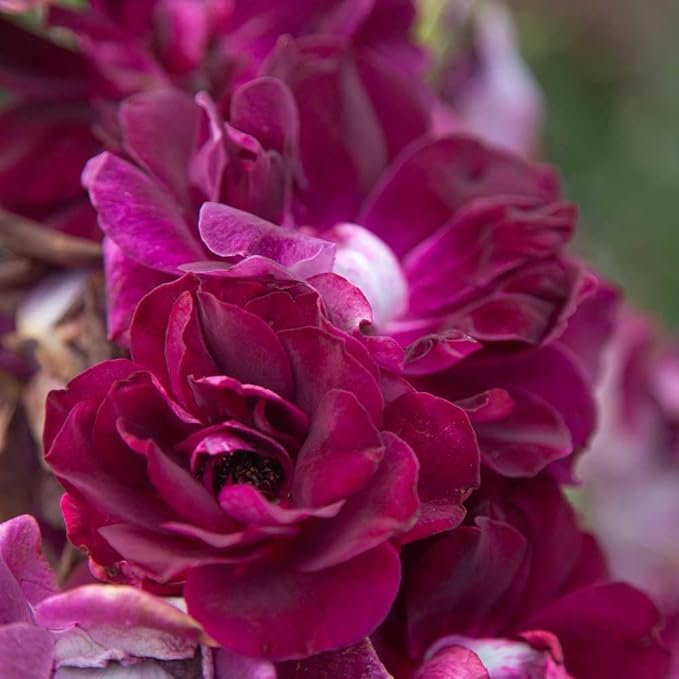 Burgundy rose blumen in töpfen