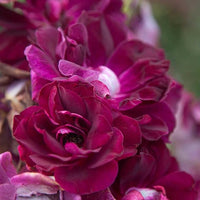 Burgundy rose blumen in töpfen