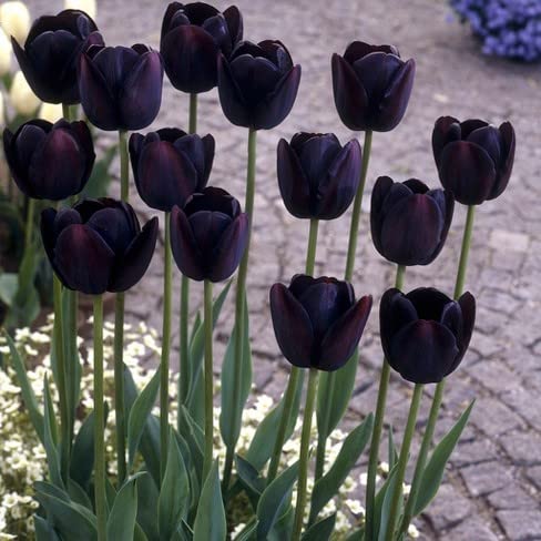 Burgundy tulip blumen in töpfen