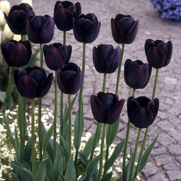 Burgundy tulip blumen in töpfen