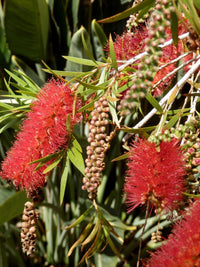 Vibrant callistemon blumen in töpfen