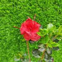 Chocolate azalea rot blumen in töpfen