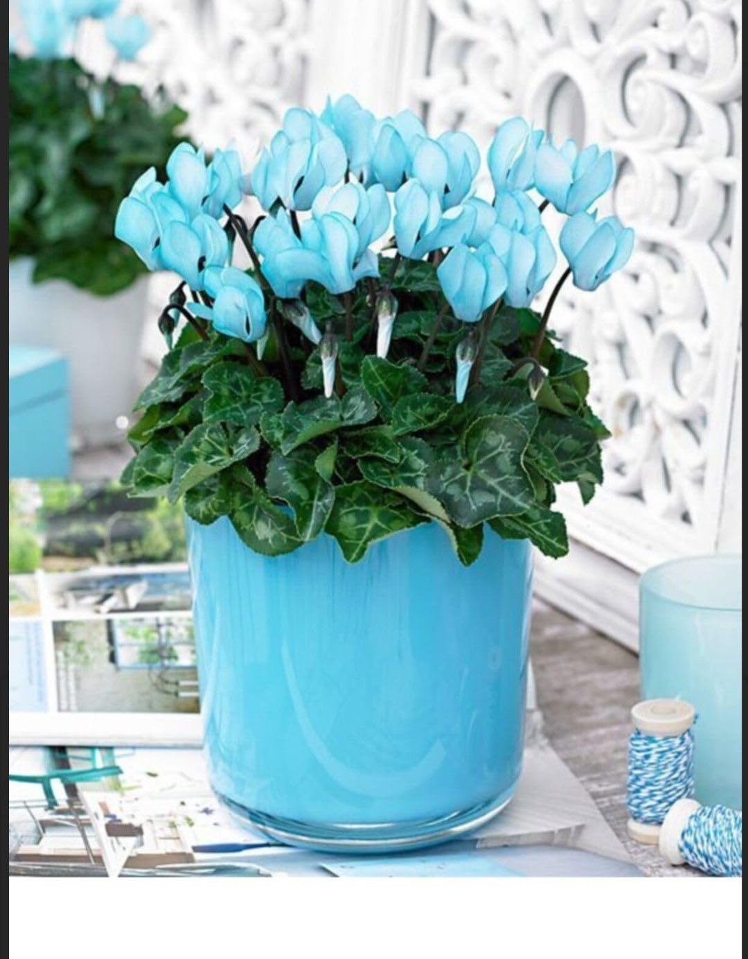 Dark blau cyclamen blumen in töpfen
