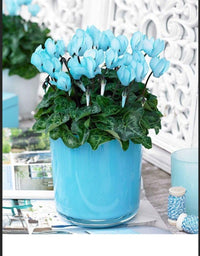 Dark blau cyclamen blumen in töpfen