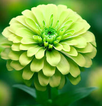 Dark grün zinnia blumen in töpfen